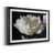 Black Framed selected