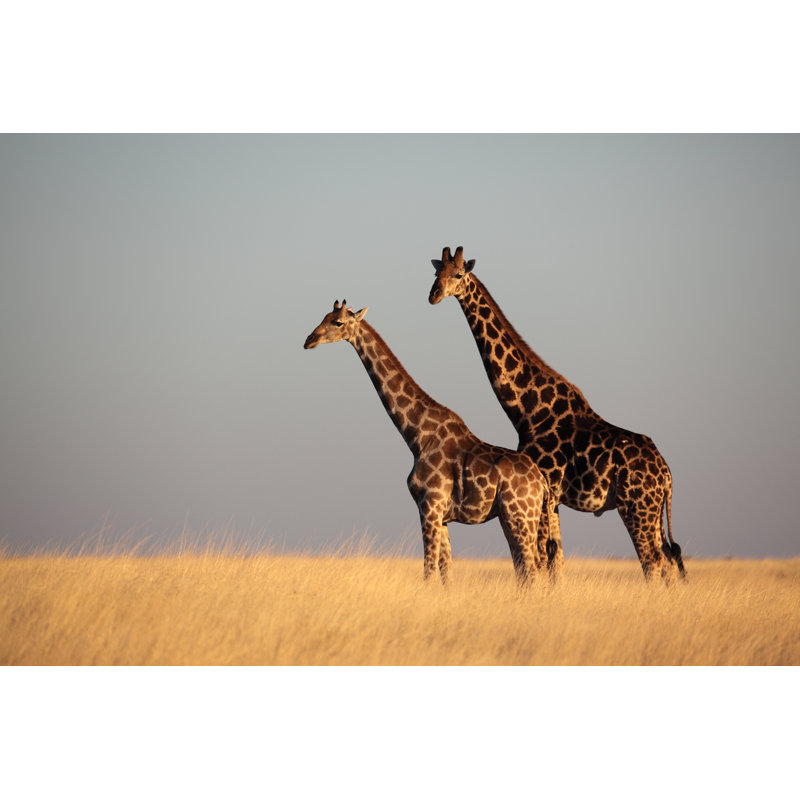 Giraffe in Yellow Grasslands 1 Piece Wrapped Canvas Wall Art, 61cm H x 91cm W 3.8cm D