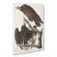Turkey Buzzard by John James Audubon - Wrapped Canvas-55361615