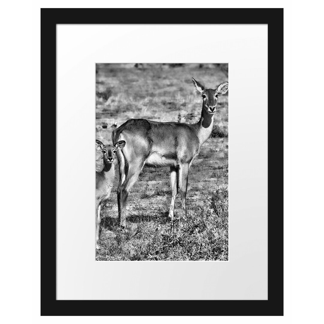 Gerahmtes Poster Indische Gazelle mit Jungtier