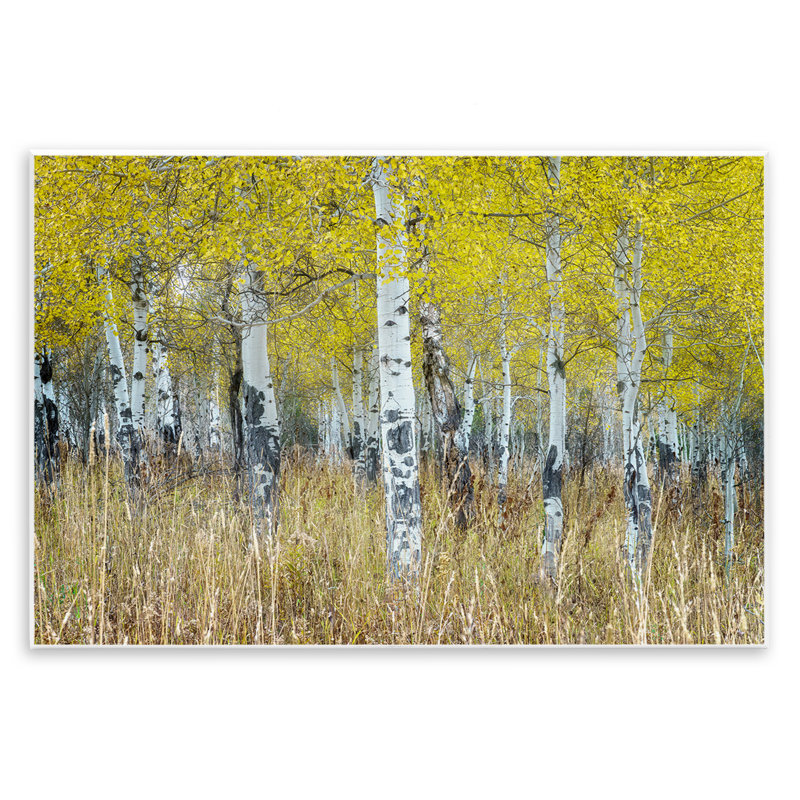 «Dense Birch Trees» par Rick Berk, H 10 po x l 15 po