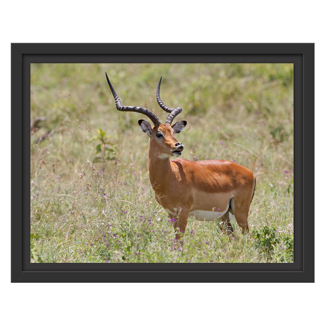 Gerahmtes Wandbild DorkasgazelleWildgras