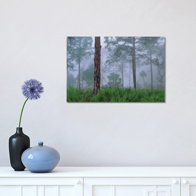 Saw Palmetto and Pine in Fog, Near Estero River, Florida Trees 1 Piece Wrapped Canvas Wall Art
