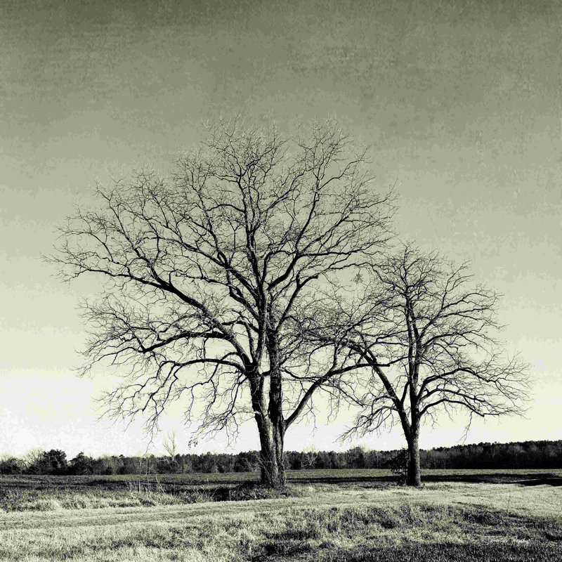Arbre n ° 57 - Peinture, H 12 po x l 12 po, Toile tendue