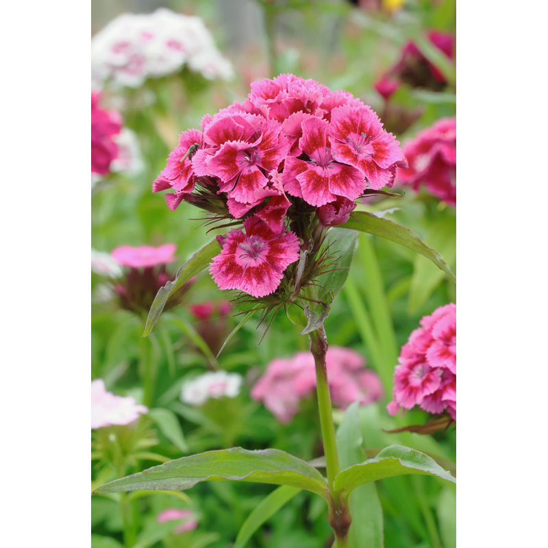 Sweet William Flowers par Gala Kan - photographie sur toile tendue, H 12 po x l 8 po
