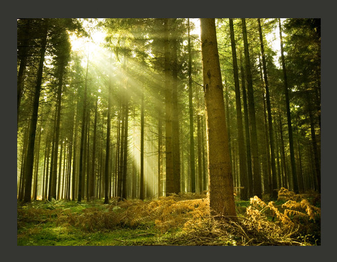 Pine Forest 3.09m x 400cm Wallpaper, 200 cm x 154 cm