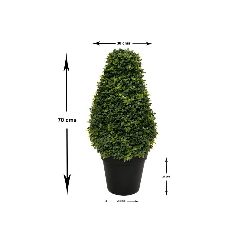 56cm Plant