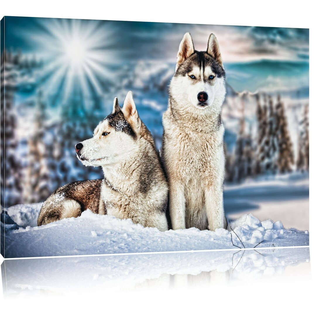 Leinwandbild Zwei wilde Huskies