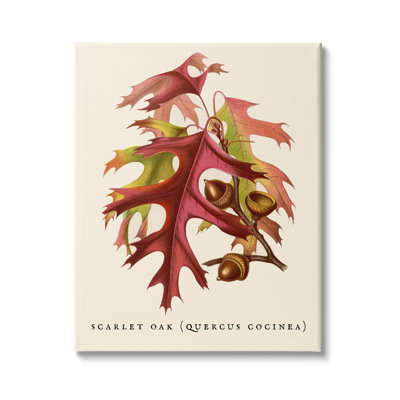 «Antique Autumn Scarlet Branch Branch Autumn Leaves» par Daphne Polselli - impression