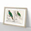 Parrots by Oliver Goldsmith - Framed Print-55578368-55578373