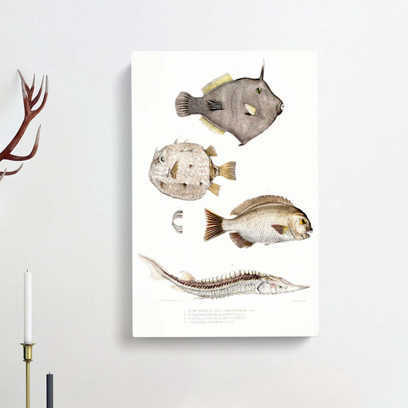 Selection Of Fish by John Edward Gray - Wrapped Canvas Painting, 76cm H x 50cm W x 3cm D