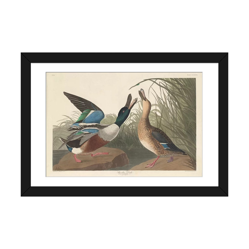 « shoveller duck », impression sur toile, H 16 po x l 24 po x P 1 po, Papier d'art encadré noir, Blanc