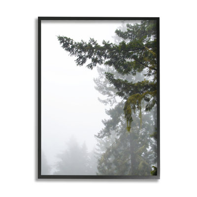 «Majestic Pine Tree Overhang» par Debra Van Swearingen - photographie sur bois