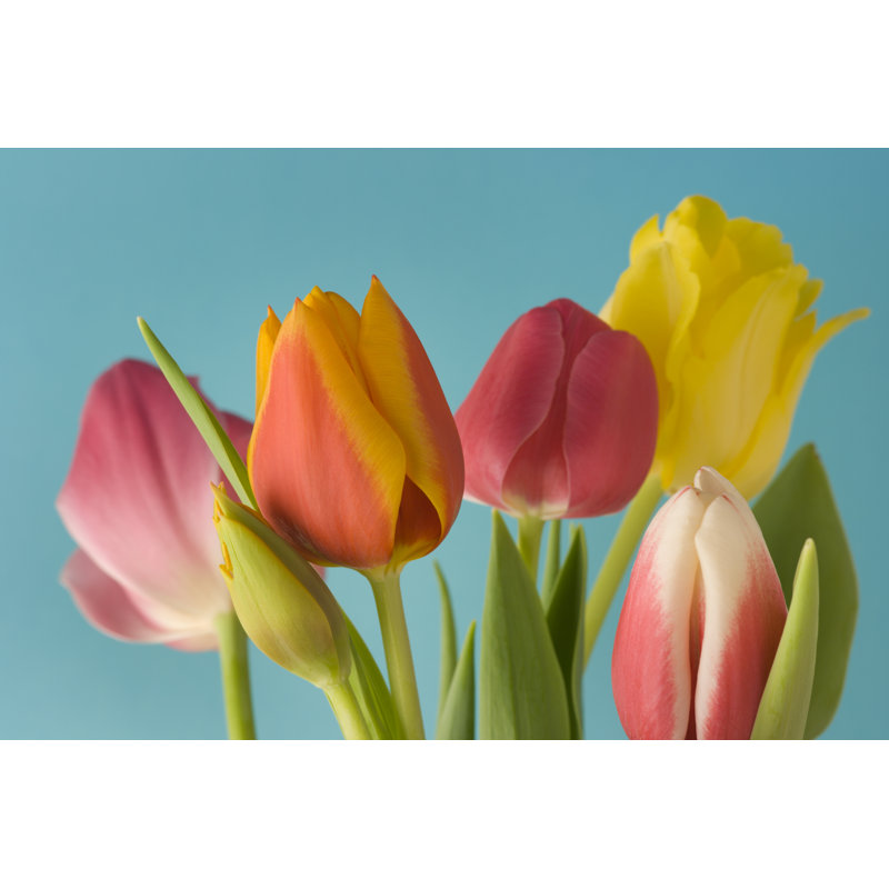 Spring Tulips by YinYang - Wrapped Canvas Print, 30cm H x 46cm W x 3.8cm D