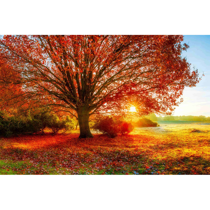 " Fall Forest ", 24" H x 36" W x 1.5" D