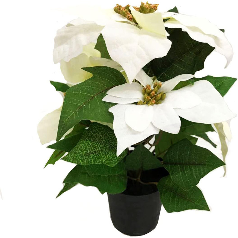 Poinsettia Arrangement, White, 40cm x 25cm