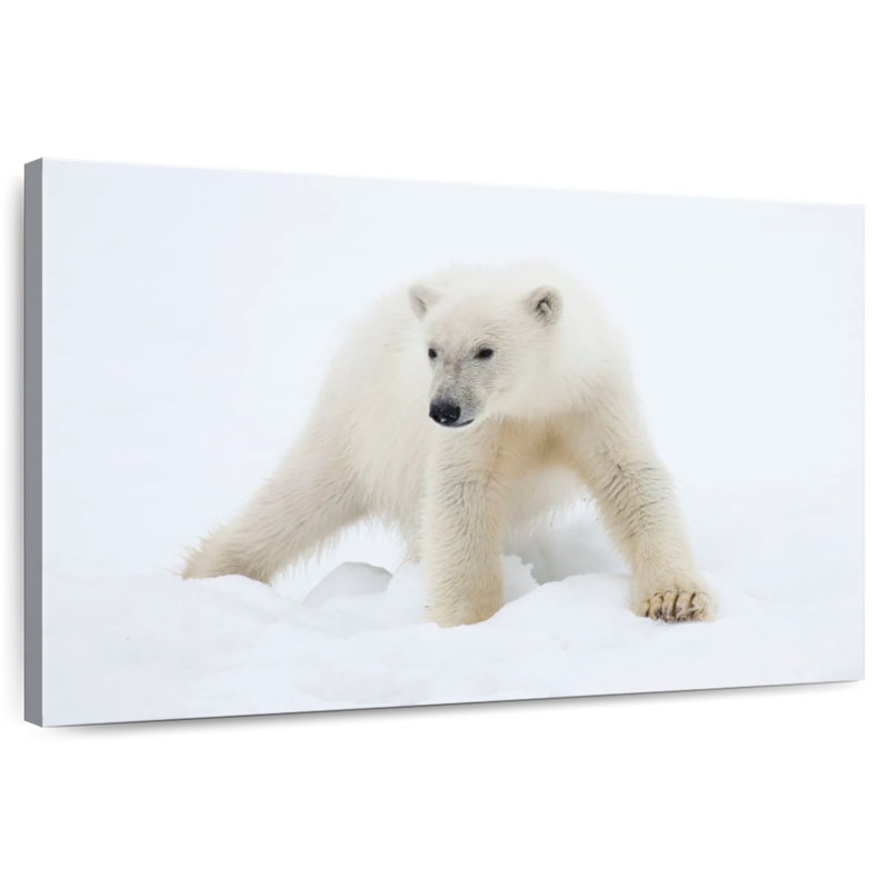 Brampt Juvenile Polar Bear, 32" H x 48" W