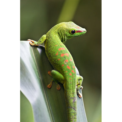 Gecko vert sur toile Angellyn