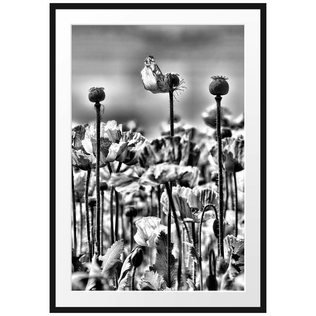 Gerahmtes Poster Blumenwiese Mohnblumen