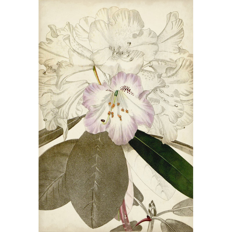 Silvery Botanicals IV by Vision Studio - Wrapped Canvas Print, 122cm H x 81cm W