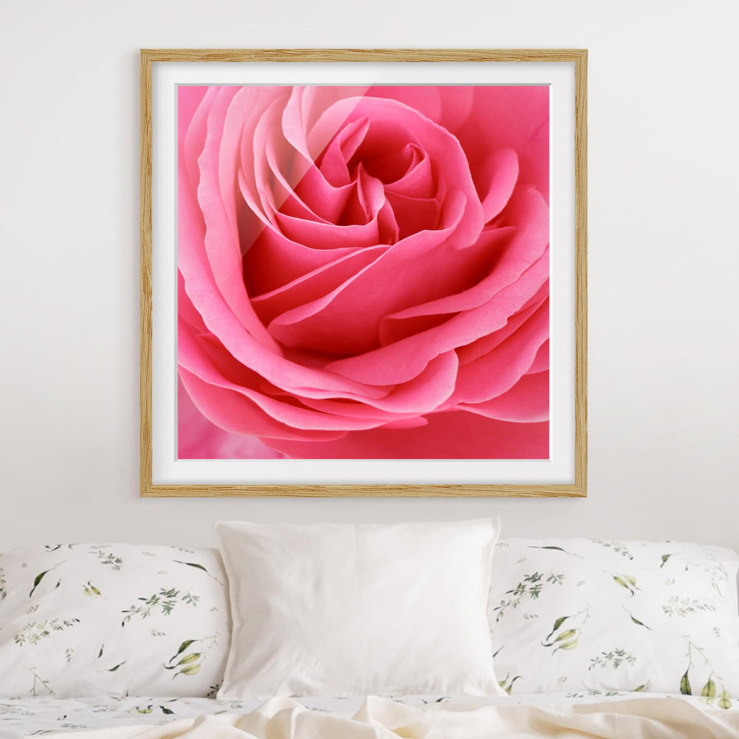 Gerahmter Fotodruck Funny Pink Rose