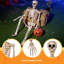 Squelette posable 5 pi d'Halloween grandeur nature