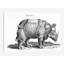 Rhinocéros par Albert Dürer - impression sur toile tendue-28625352-72436779-72436784