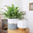 Chanko Ceramic Pot Planter-1027714657