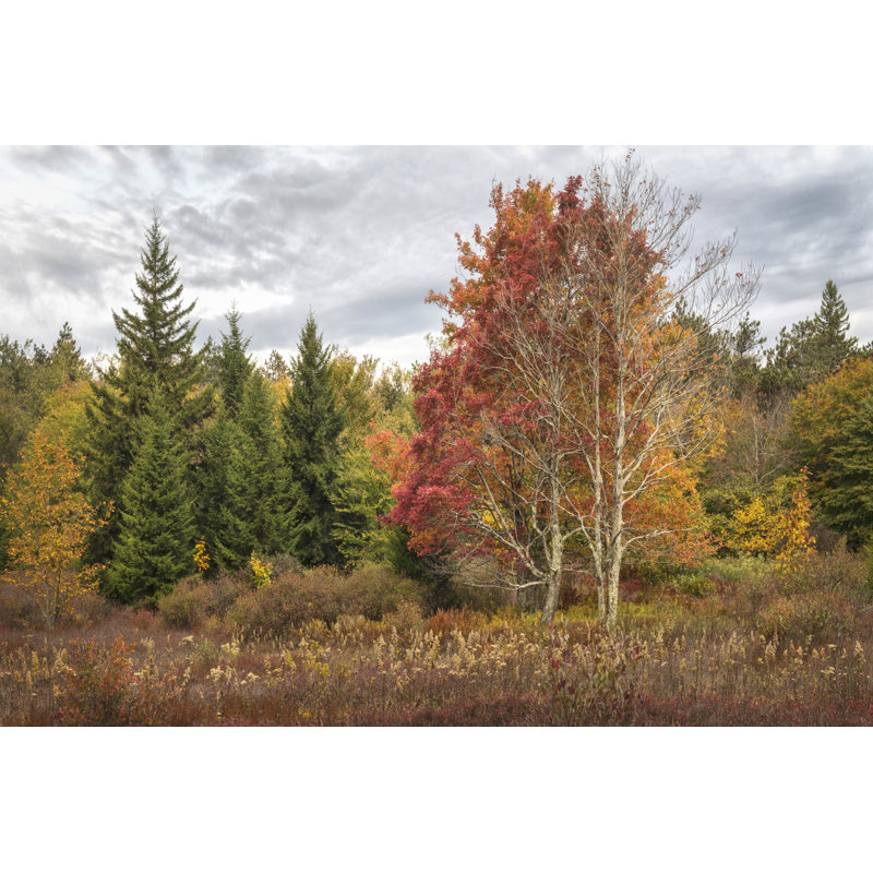 Woodland Variety by Danny Head - Wrapped Canvas Print, 51cm H x 76cm W