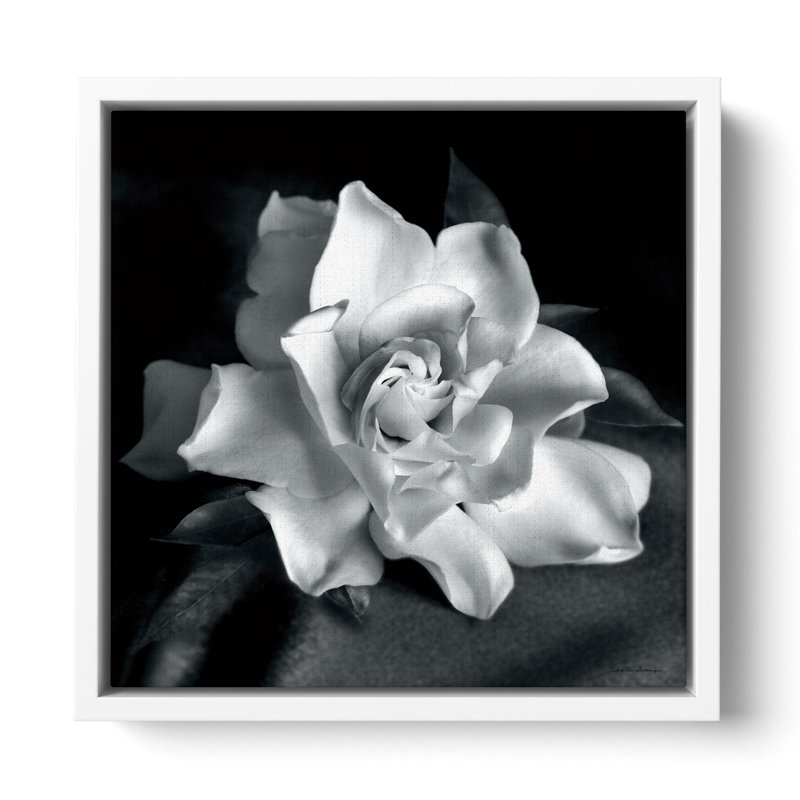 "Gardenia" par Debra VanS vêtementsingen, photographie de fleur sur toile tendue, H 18 po x l 18 po x P 2 po, Blanc