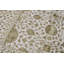 Dharma Oriental Area Rug