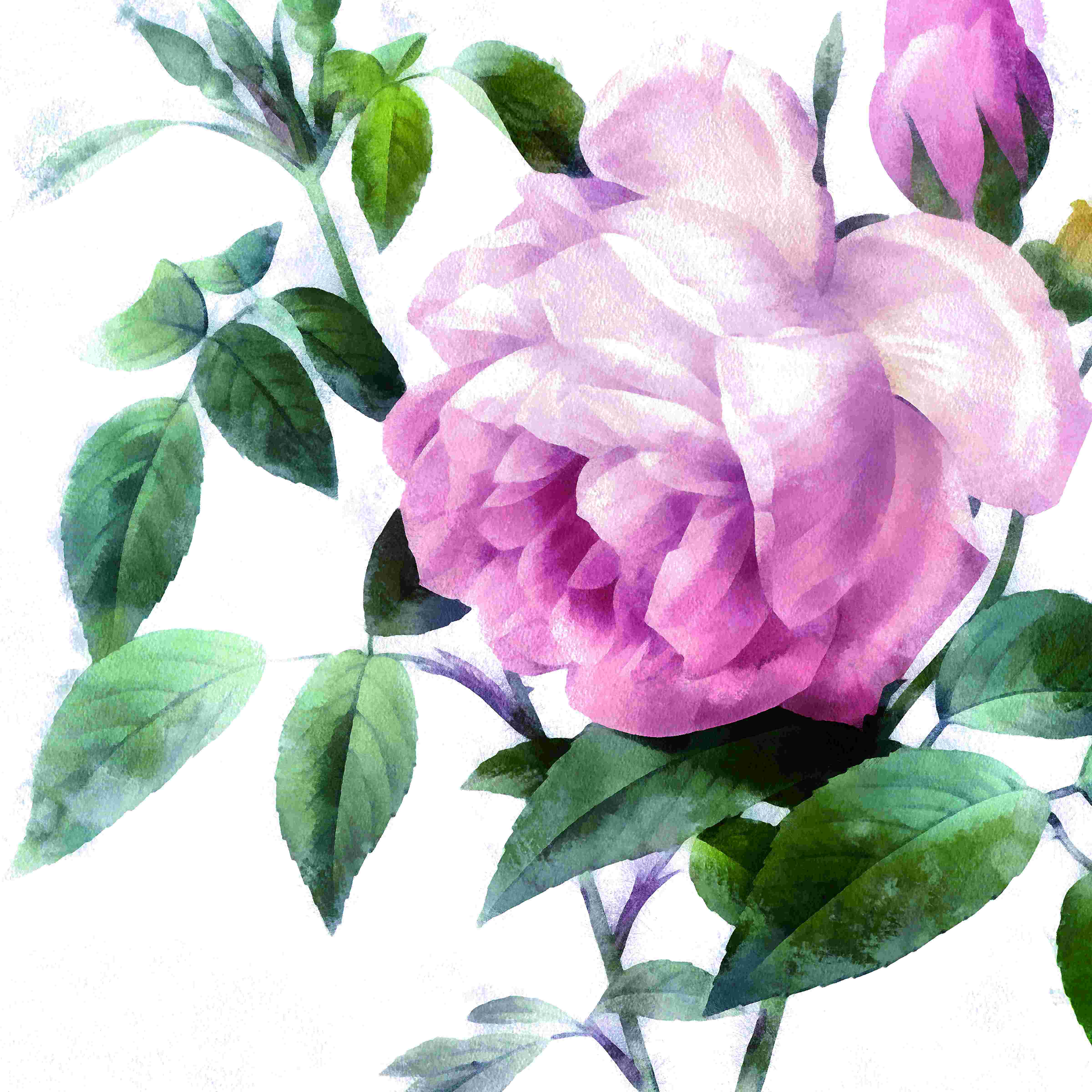 Winston Porter Pink Rose 2 - Wrapped Canvas Painting | Wayfair