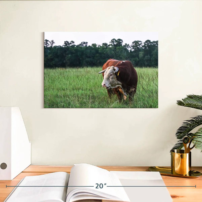 Taureau Hereford, H 8 po x l 12 po