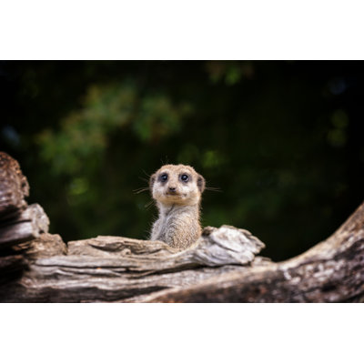 Startled Meerkat - Wrapped Canvas Print