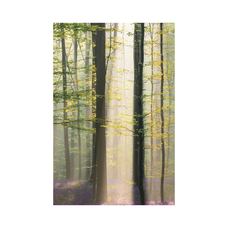 Misty Sunrise In Hallerbos by Denisa Vlaicu - Wrapped Canvas Print, 20.32 cm H x 30.48 cm W