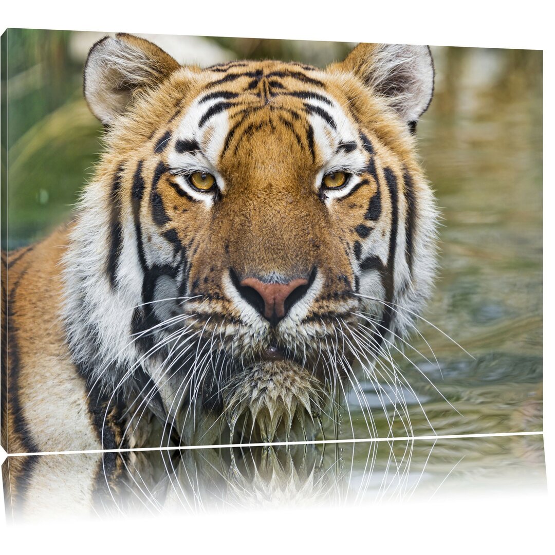 Leinwandbild Tiger im Wasser