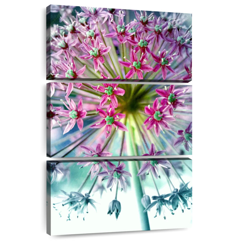 Allium rose turquoise