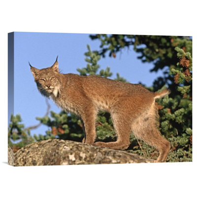 " Canada Lynx Climbing On Rock "