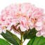 Tige d'hortensia Vickerman-1386801897