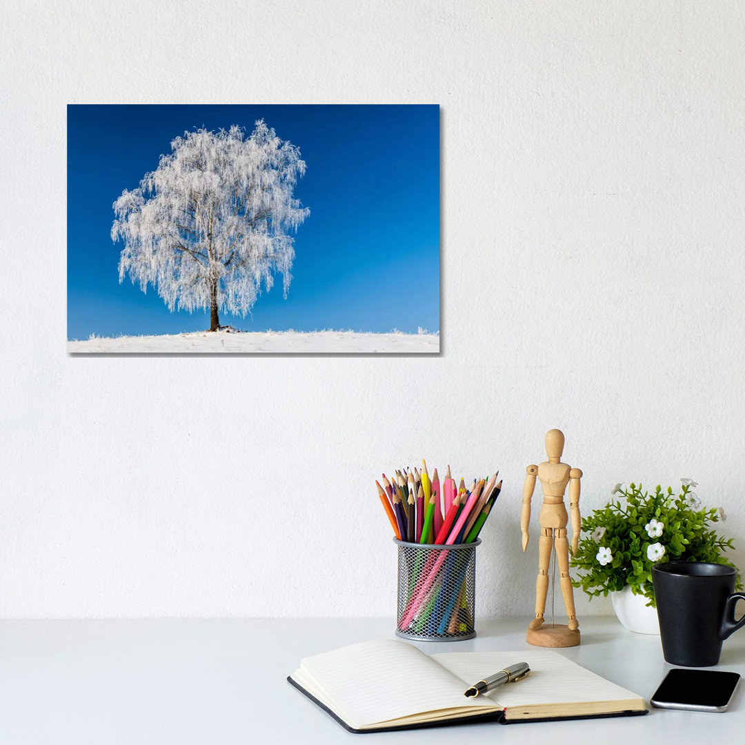 Poland, Podlaskie, Winter, Birch Tree by Mikolaj Gospodarek - Wrapped Canvas Print