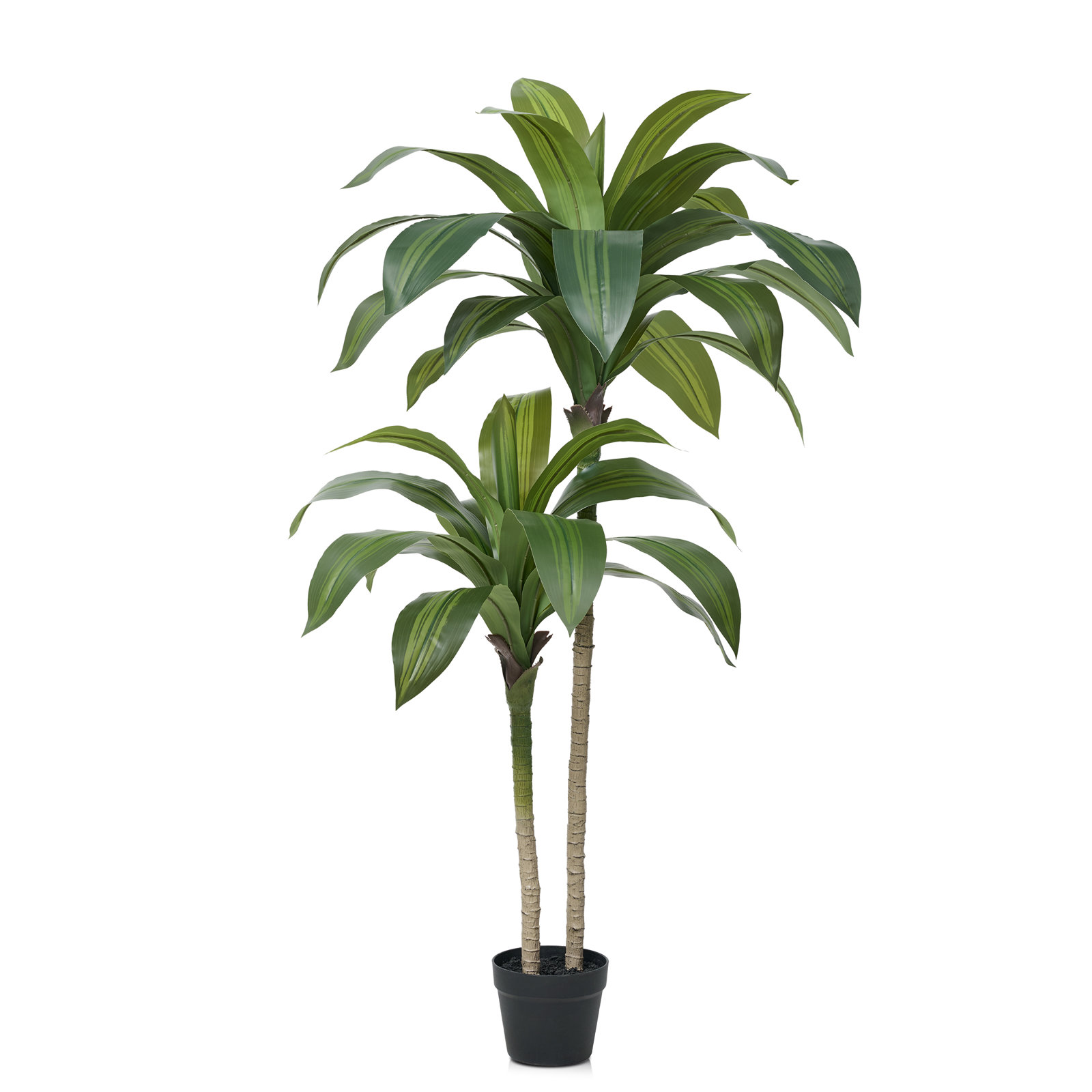 Adcock Dracaena Tree in Pot, Green, 48" H x 20" W x 20" D