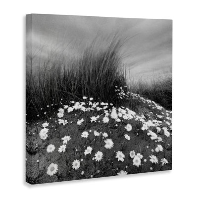 "Sand Daisies on Hill" par Chip Forelli