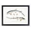 Bearded Sharks by John Edward Gray - Single Picture Frame Print-55543959-55543960