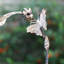 Amonette Metal Hanging Tray Bird Feeder