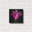 «Miss Lily Midnight» par Pamela Plummer, art mural en métal, 12 po x 12 po-2069097691
