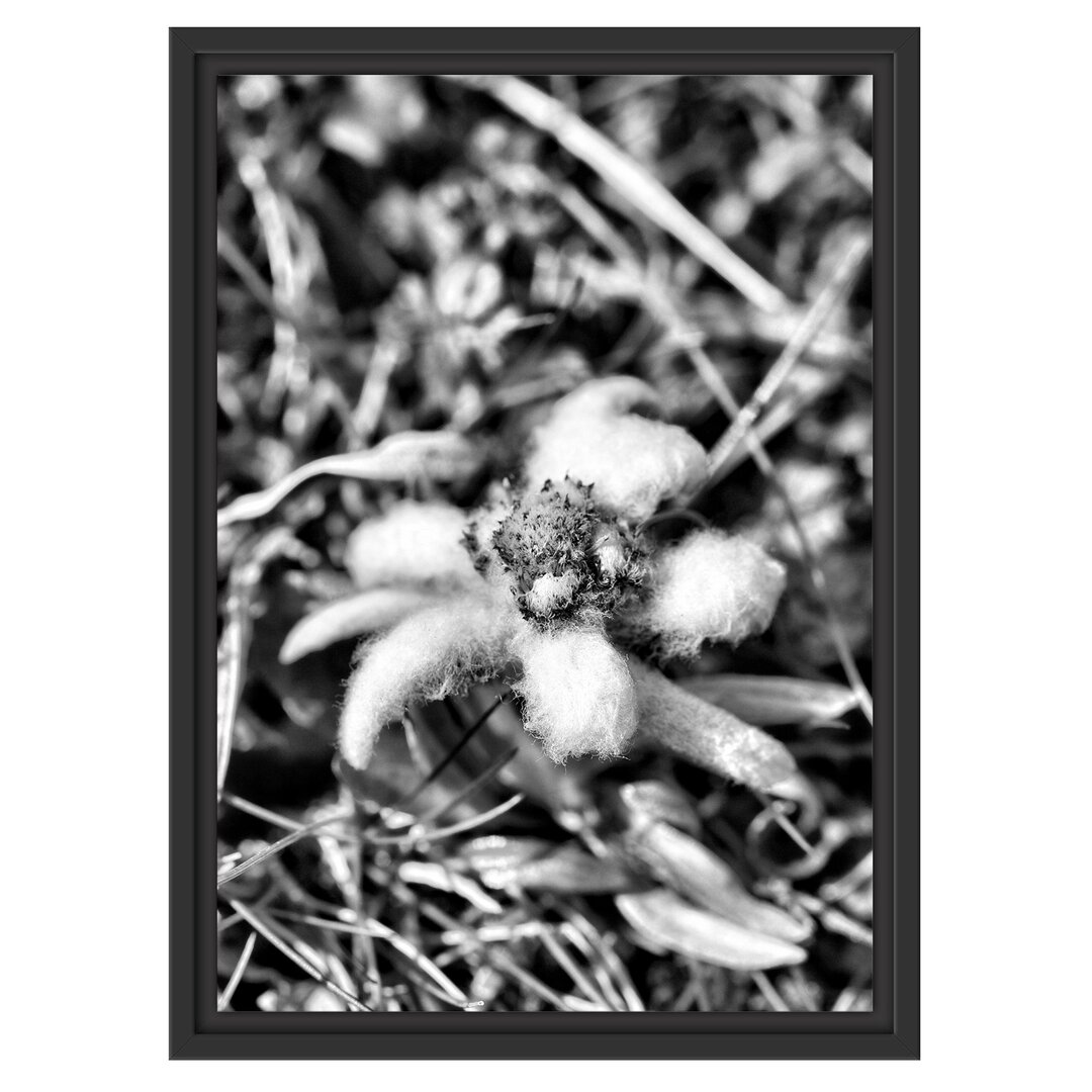 Gerahmter Fotodruck Fluffy White Flower