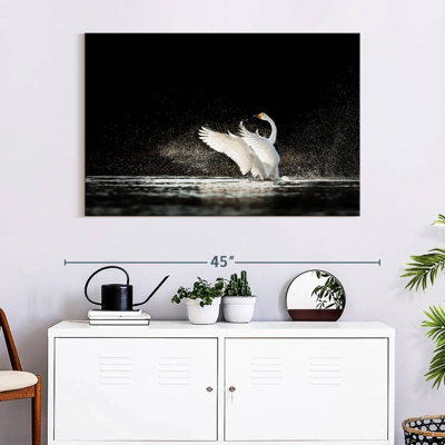 Brampt Swan Splashing Water