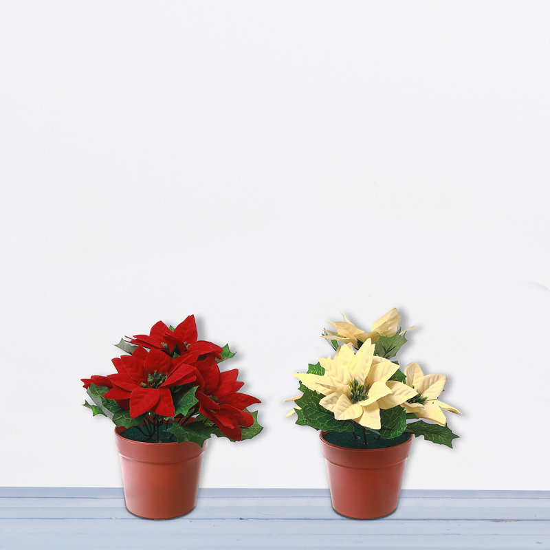 Ensemble de 2 pots à poinsettia
