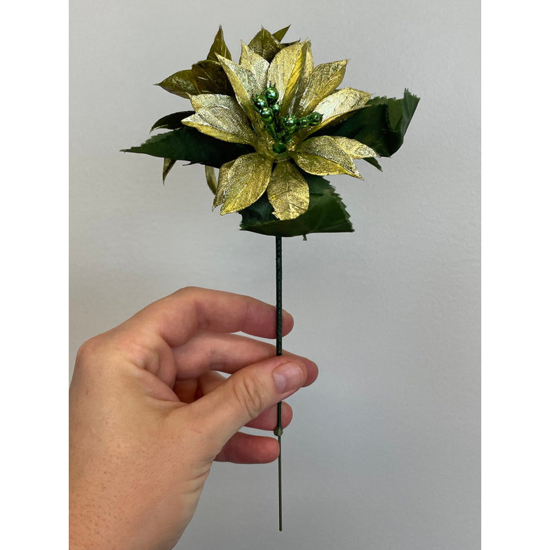 Buissons de poinsettias