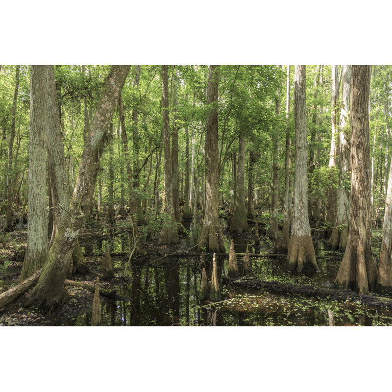 Cypress Swamp in Florida par Visionsbyatlee, H 32 po x l 48 po